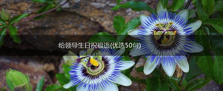 给领导生日祝福语(优选50句),第1张