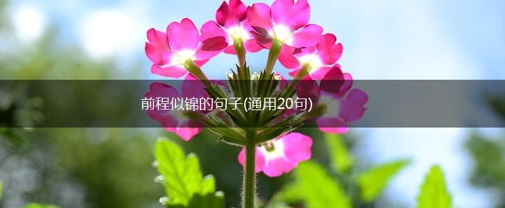 前程似锦的句子(通用20句),第1张