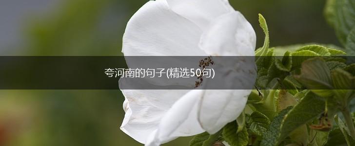 夸河南的句子(精选50句),第1张
