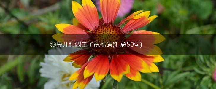 领导升职调走了祝福语(汇总50句),第1张