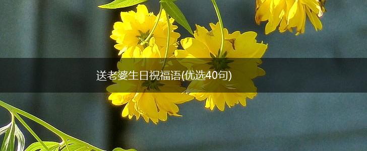 送老婆生日祝福语(优选40句),第1张 送老婆生日祝福语(优选40句),第1张