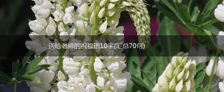 送给老师的祝福语10字(汇总70句),第1张