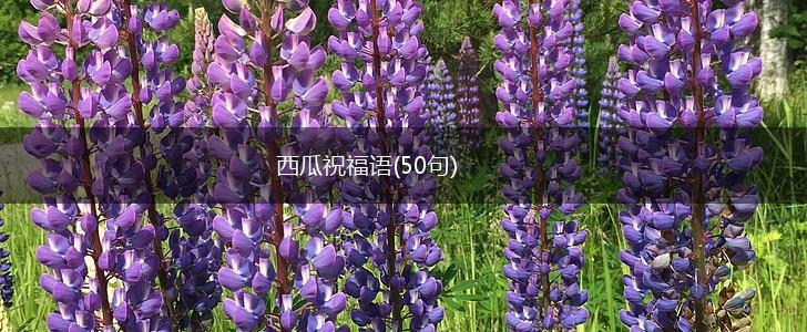 西瓜祝福语(50句),第1张