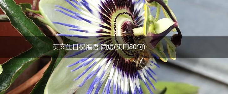 英文生日祝福语 简短(实用80句),第1张