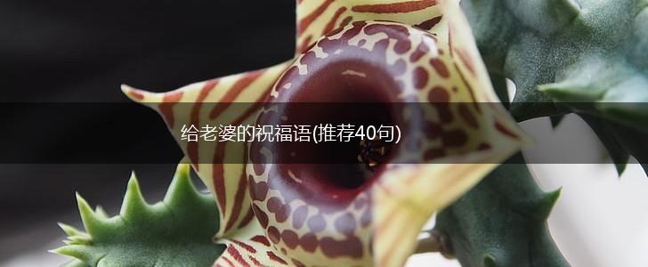 给老婆的祝福语(推荐40句),第1张