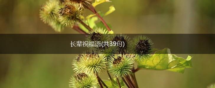 长辈祝福语(共39句),第1张 长辈祝福语(共39句),第1张