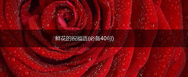 鲜花的祝福语(必备40句),第1张