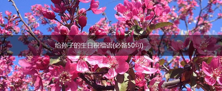 给孙子的生日祝福语(必备50句),第1张