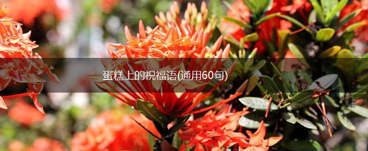 蛋糕上的祝福语(通用60句),第1张