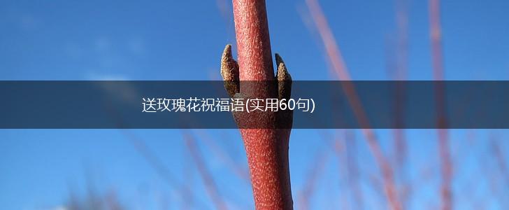 送玫瑰花祝福语(实用60句),第1张 送玫瑰花祝福语(实用60句),第1张