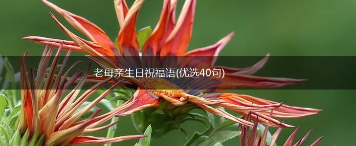 老母亲生日祝福语(优选40句),第1张