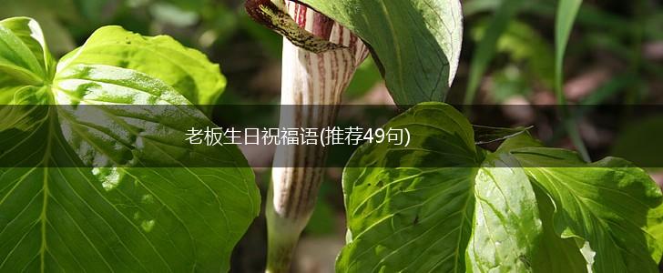 老板生日祝福语(推荐49句),第1张