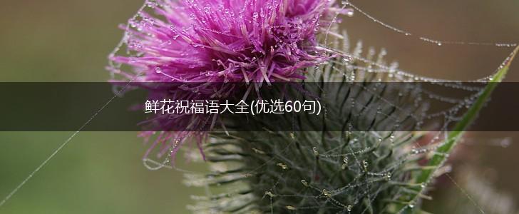 鲜花祝福语大全(优选60句),第1张