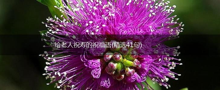给老人祝寿的祝福语(精选41句),第1张