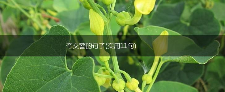 夸交警的句子(实用11句),第1张