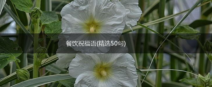 餐饮祝福语(精选50句),第1张