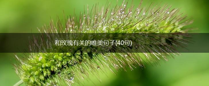 和玫瑰有关的唯美句子(40句),第1张 和玫瑰有关的唯美句子(40句),第1张