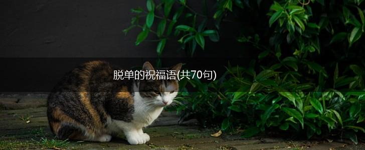 脱单的祝福语(共70句),第1张