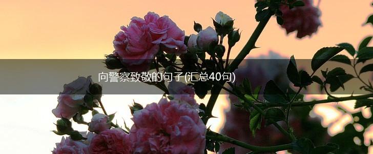 向警察致敬的句子(汇总40句),第1张
