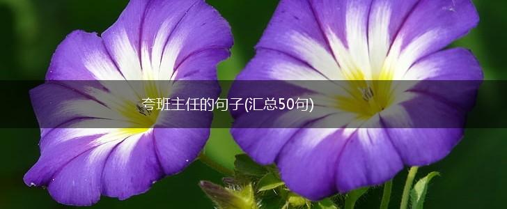 夸班主任的句子(汇总50句),第1张