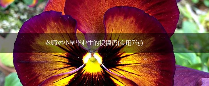 老师对小学毕业生的祝福语(实用7句),第1张