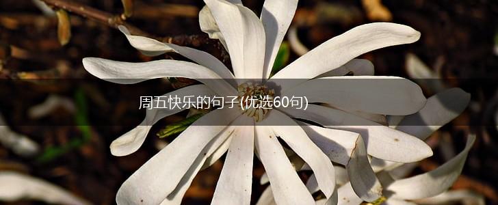 周五快乐的句子(优选60句),第1张