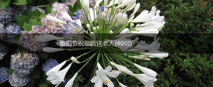 重阳节祝福语送老人(40句),第1张