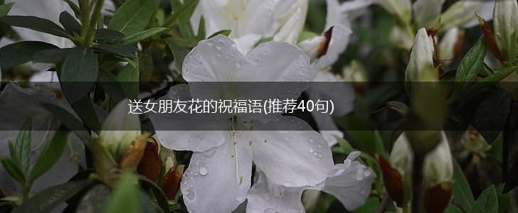 送女朋友花的祝福语(推荐40句),第1张