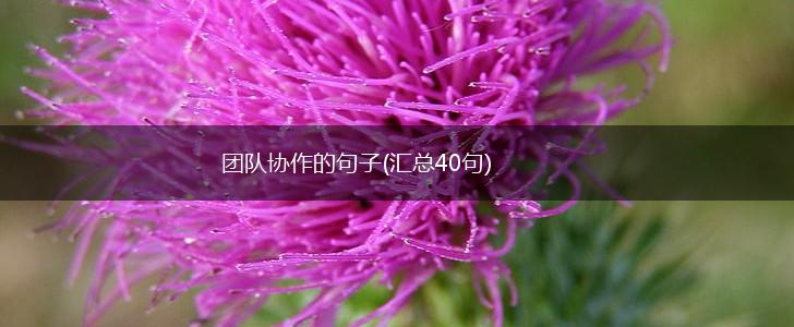 团队协作的句子(汇总40句),第1张