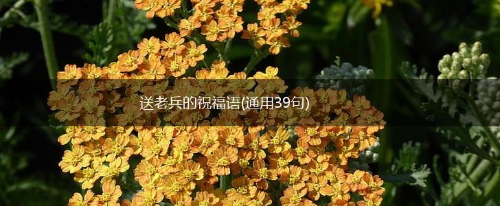 送老兵的祝福语(通用39句),第1张 送老兵的祝福语(通用39句),第1张