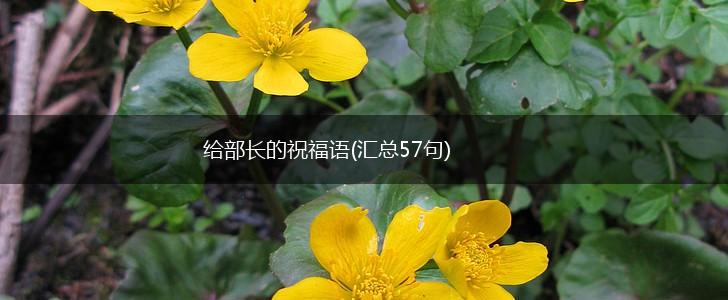 给部长的祝福语(汇总57句),第1张