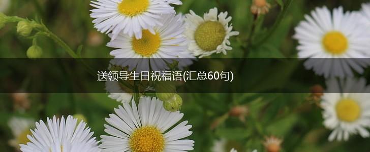 送领导生日祝福语(汇总60句),第1张