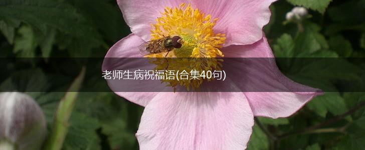 老师生病祝福语(合集40句),第1张