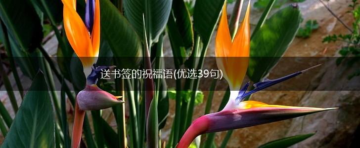 送书签的祝福语(优选39句),第1张