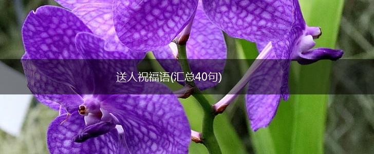 送人祝福语(汇总40句),第1张 送人祝福语(汇总40句),第1张