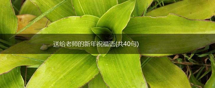 送给老师的新年祝福语(共40句),第1张 送给老师的新年祝福语(共40句),第1张