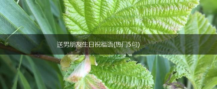 送男朋友生日祝福语(热门5句),第1张