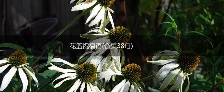 花篮祝福语(合集38句),第1张