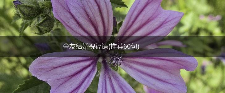 舍友结婚祝福语(推荐60句),第1张
