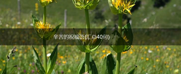 辛苦的祝福语(汇总40句),第1张