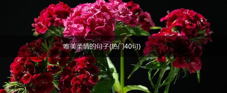 唯美柔情的句子(热门40句),第1张