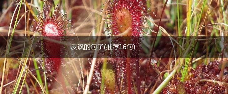 反讽的句子(推荐16句),第1张