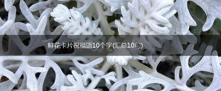 鲜花卡片祝福语10个字(汇总10句),第1张