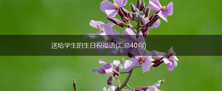 送给学生的生日祝福语(汇总40句),第1张 送给学生的生日祝福语(汇总40句),第1张