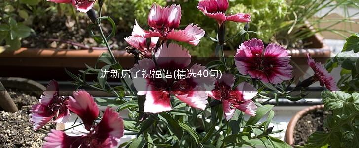 进新房子祝福语(精选40句),第1张 进新房子祝福语(精选40句),第1张
