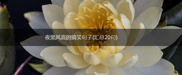 夜黑风高的搞笑句子(汇总20句),第1张