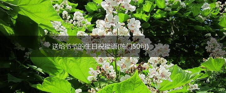 送给爷爷的生日祝福语(热门50句),第1张 送给爷爷的生日祝福语(热门50句),第1张