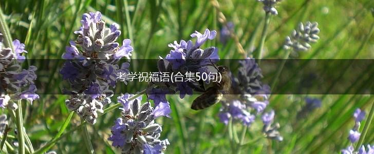 考学祝福语(合集50句),第1张