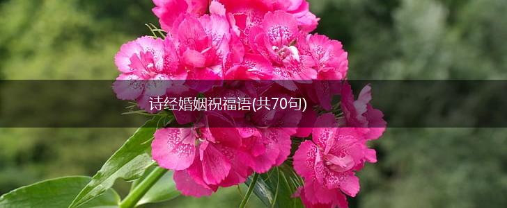 诗经婚姻祝福语(共70句),第1张 诗经婚姻祝福语(共70句),第1张