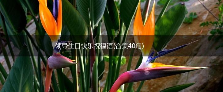 领导生日快乐祝福语(合集40句),第1张